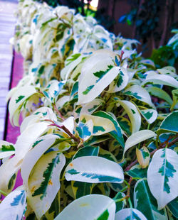 Close-up of white flowering plant