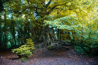 Trees in forest