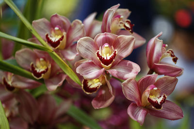 Close-up of flowers blooming outdoors