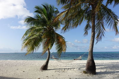 Palm trees on beach against sky