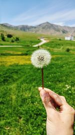 Cropped hand of woman holding dandelion over field against sky