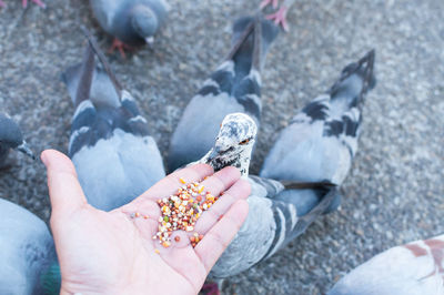 High angle view of hand holding bird