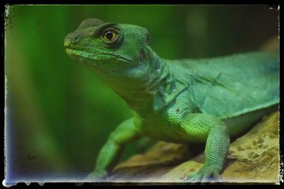 Close-up of lizard