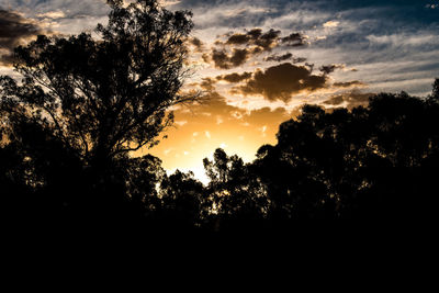 Silhouette trees in forest against sky at sunset