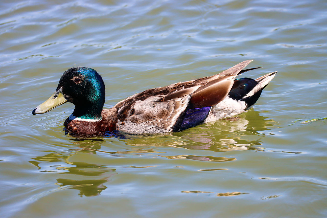 MALLARD DUCK SWIMMING IN LAKE