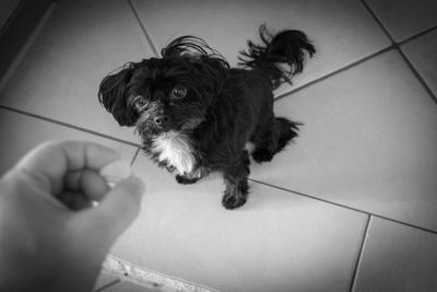 A small cute bolonka dog looks at the food that is held out to him