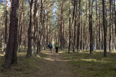 Rear view of friends walking amidst trees in forest