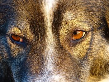 Close-up portrait of dog