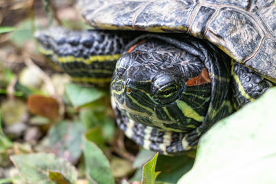 Close-up of turtle