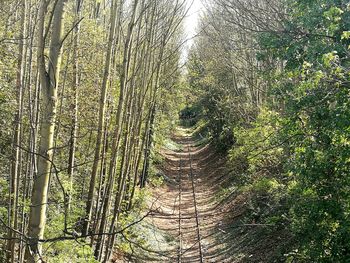 View of bamboo through trees in forest