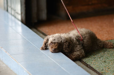 Portrait of hairy dog lying on floor