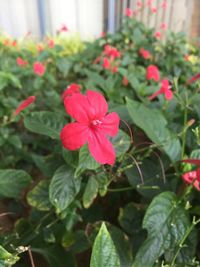 Close-up of pink flowers blooming outdoors