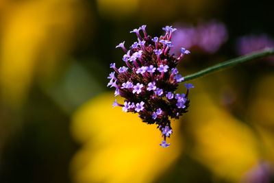 Close-up of purple flowering plant