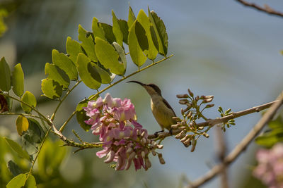 Bird perching on pink flowering plant