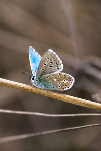 Close-up of butterfly perching on leaf