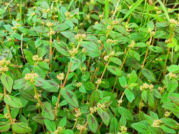 Close-up of insect on plant leaves