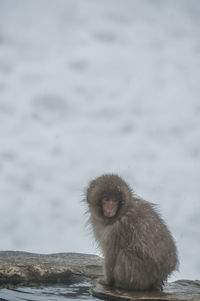 Child snow monkey