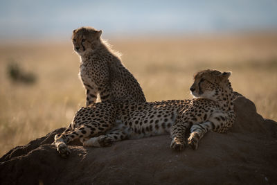 Cheetahs sitting on rock