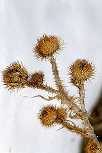 Close-up of thistle against sky