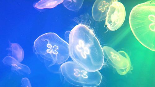 Close-up of jellyfish swimming underwater