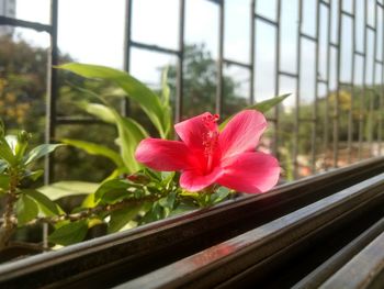 Close-up of pink flower blooming in greenhouse