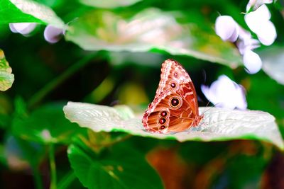 Close-up of butterfly pollinating on flower