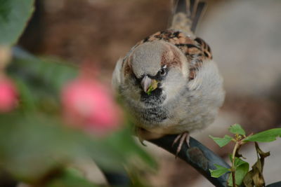 Close-up of young bird