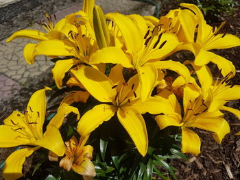 Close-up of yellow flowering plant