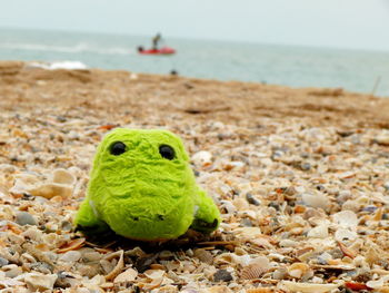 Close-up of green crab on beach