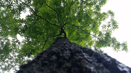 Low angle view of trees