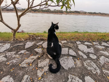 Black cat sitting on a tree