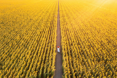 Scenic view of agricultural field