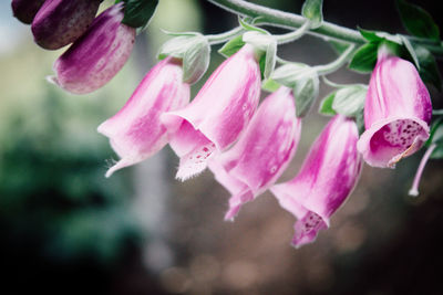 Close-up of pink flowers