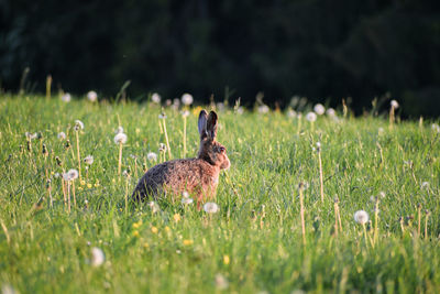 Rabbit in a field eating flowers