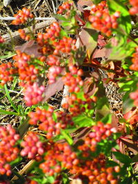 Close-up of butterfly pollinating on flower