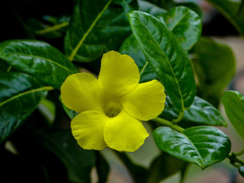 Close-up of yellow flowering plant