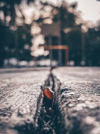 Surface level of road against trees in city
