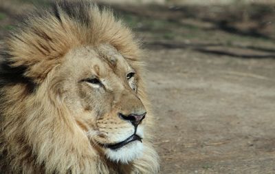 Close-up of lion