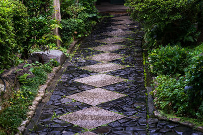 Walkway amidst trees