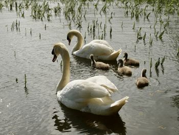 Swans swimming in lake