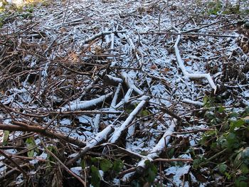 Low angle view of snow on tree