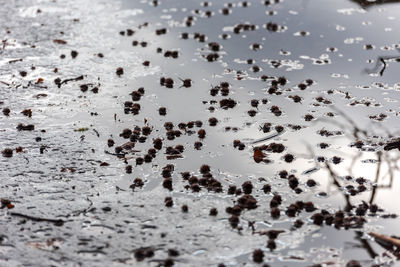 High angle view of insect on wet shore