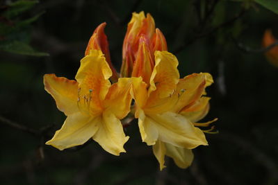 Close-up of day lily blooming outdoors