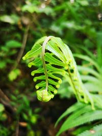 Close-up of fern leaf