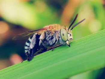 Close-up of butterfly on leaf