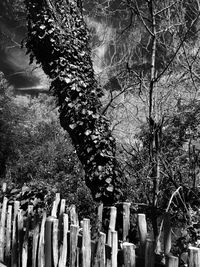 View of trees against sky