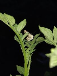 Close-up of insect on leaf against black background