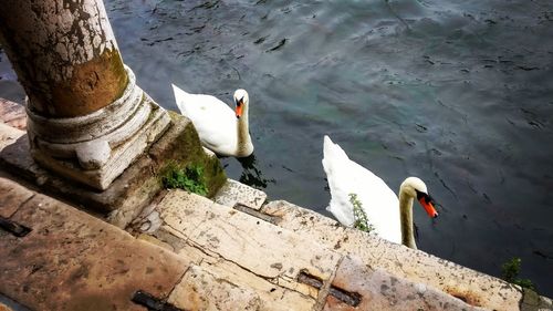 High angle view of swans swimming on lake