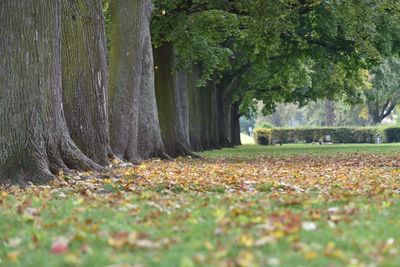 View of trees in forest