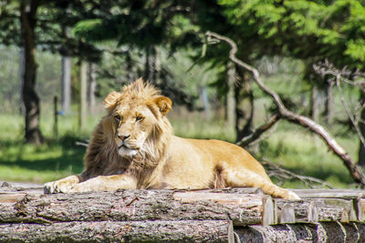 Cat relaxing in a zoo